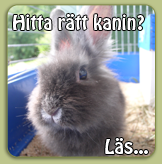Hitta rtt kanin?